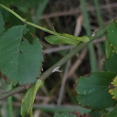 Rosa canina