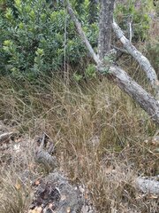 Microlaena stipoides