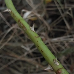 Rosa canina