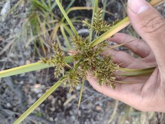 Cyperus hillebrandii