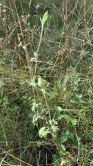 Silene latifolia alba