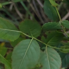 Rosa canina