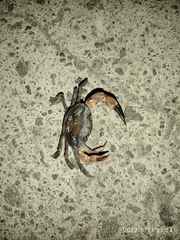 Parathelphusa convexa