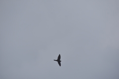 Aerodramus germani germani