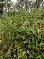 Desmodium intortum