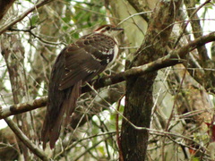 Dromococcyx phasianellus