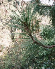 Pinus montezumae