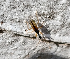 Myodocha serripes
