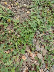 Setaria parviflora