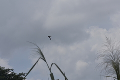 Aerodramus germani germani