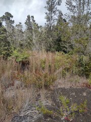 Schizachyrium condensatum