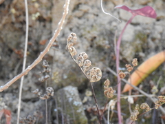 Pentagramma triangularis