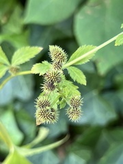 Sanicula canadensis