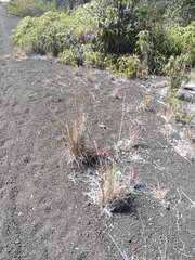 Andropogon virginicus