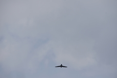 Aerodramus germani germani