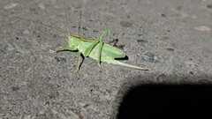 Tettigonia cantans