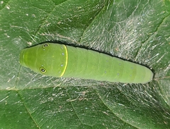 Papilio glaucus