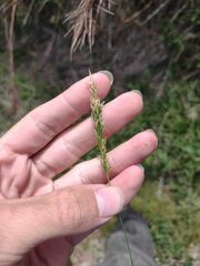 Anthoxanthum odoratum