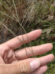 Digitaria violascens