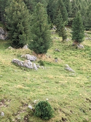 Marmota marmota