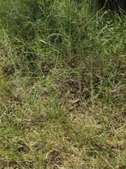 Cenchrus clandestinus