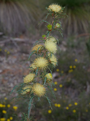 Banksia polycephala × squarrosa