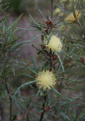 Banksia polycephala × squarrosa