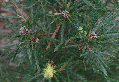 Banksia polycephala × squarrosa