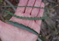 Banksia polycephala × squarrosa