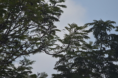 Lonchura punctulata topela