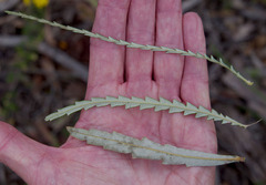 Banksia polycephala × squarrosa