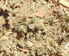 Spergularia rubra