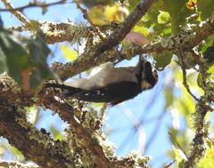 Andricus quercuscalifornicus