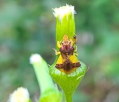 Phymata pennsylvanica