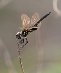 Macrodiplax balteata