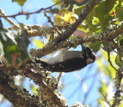 Andricus quercuscalifornicus