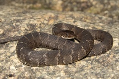 Nerodia sipedon sipedon