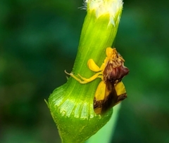 Phymata pennsylvanica