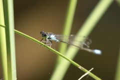 Ischnura cervula