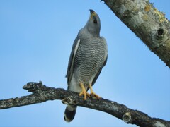 Buteo plagiatus