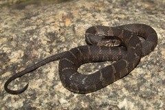 Nerodia sipedon sipedon