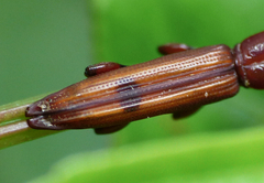 Trachelizini