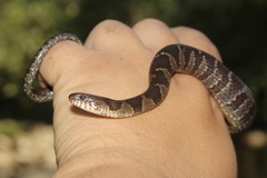 Nerodia sipedon sipedon