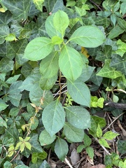 Celastrus orbiculatus