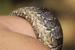 Nerodia sipedon sipedon