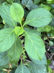 Celastrus orbiculatus