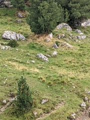 Marmota marmota