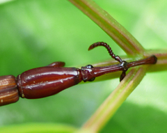 Trachelizini