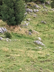 Marmota marmota