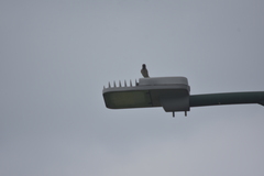 Passer montanus malaccensis